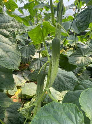 이승하님의 오이 · 자유게시판 작성글 사진