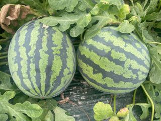 이승하님의 기타작물 · 자유게시판 작성글 사진