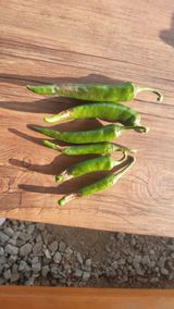 팜모닝 고추·병해충상담 게시글 이미지