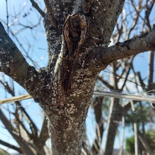 Cjdon님의 기타작물 · 병해충상담 작성글 사진