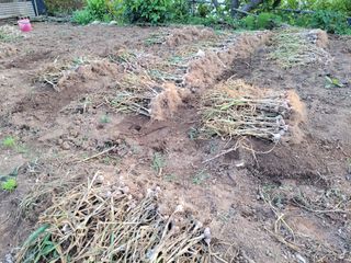 알 수 없음님의 마늘 · 수확 작성글 사진