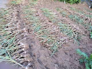 알 수 없음님의 마늘 · 수확 작성글 사진