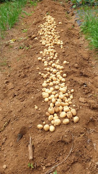 마늘양파참님의 감자 · 영농일지 작성글 사진