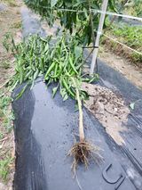 팜모닝 고추·병해충상담 게시글 이미지