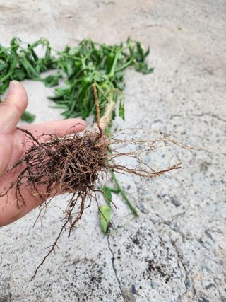 충골 가님의 고추 · 병해충상담 작성글 사진