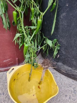 충골 가님의 고추 · 병해충상담 작성글 사진