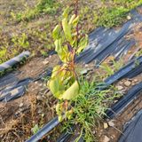 팜모닝 복숭아·영농일지 게시글 이미지