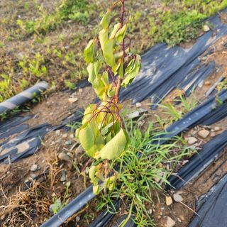 영천청년농업님의 복숭아 · 영농일지 작성글 사진