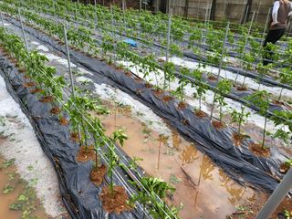 찬우맘님의 고추 · 자연재해•동물피해 작성글 사진