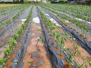찬우맘님의 고추 · 자연재해•동물피해 작성글 사진
