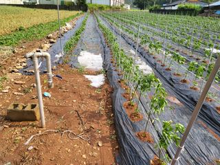 찬우맘님의 고추 · 자연재해•동물피해 작성글 사진