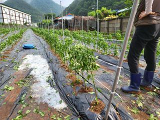 찬우맘님의 고추 · 자연재해•동물피해 작성글 사진