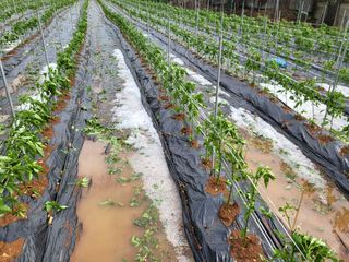 찬우맘님의 고추 · 자연재해•동물피해 작성글 사진