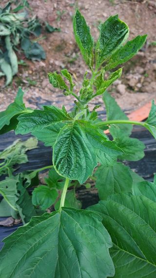 배영홍님의 참깨 · 병해충상담 작성글 사진