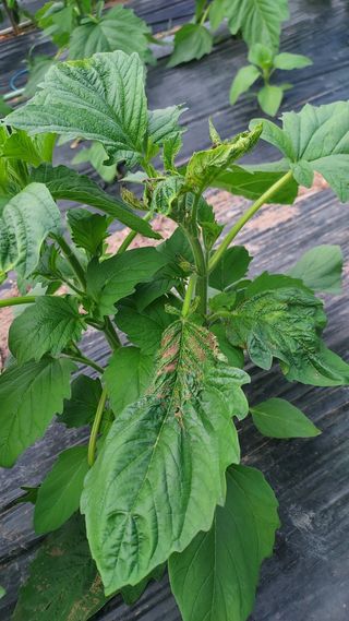 배영홍님의 참깨 · 병해충상담 작성글 사진