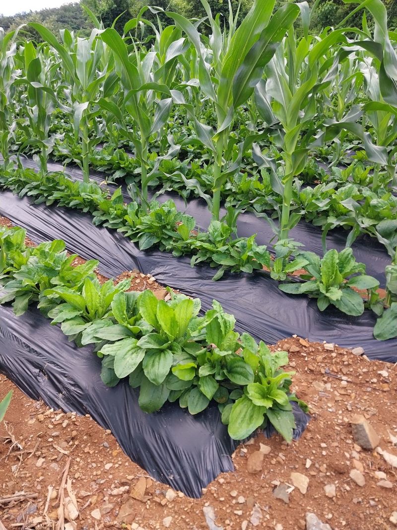 장터 상품 [직접 키운 질경이나물(차전자) 판매해봅니다] 썸네일