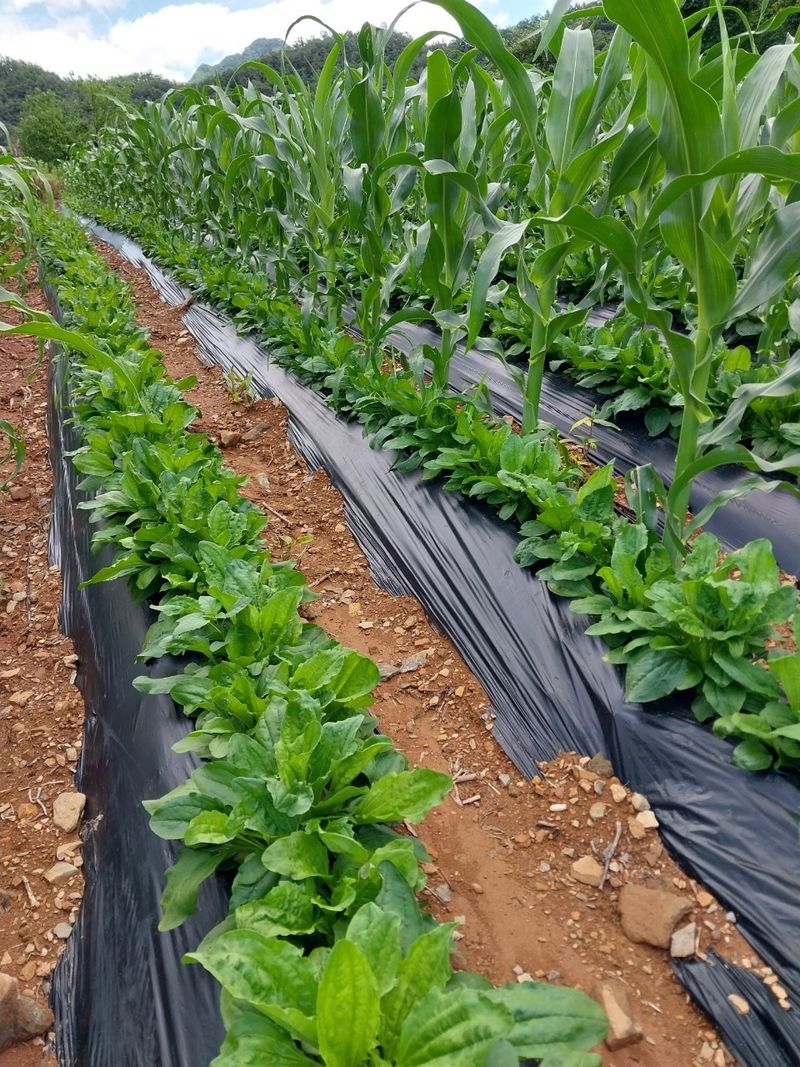 정선농가 달성마켓님의 장터 판매 상품 [직접 키운 질경이나물(차전자) 판매해봅니다] 첨부 사진