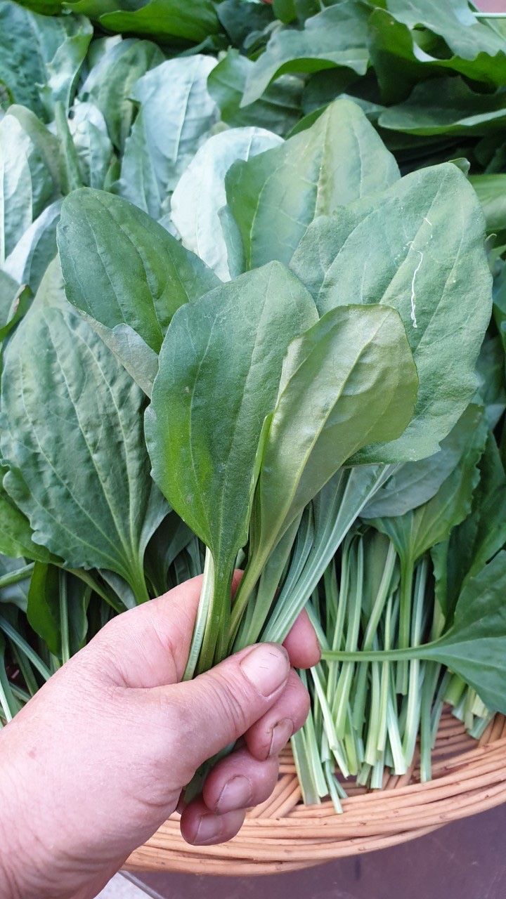 정선농가 달성마켓님의 장터 판매 상품 [직접 키운 질경이나물(차전자) 판매해봅니다] 첨부 사진