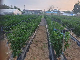 그림자님의 고추 · 일상 작성글 사진