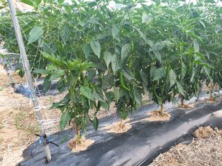 그림자님의 고추 · 일상 작성글 사진