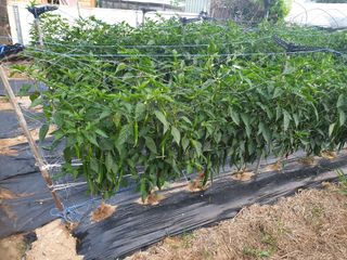 그림자님의 고추 · 일상 작성글 사진