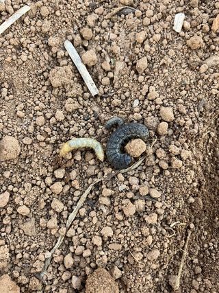 이상숙님의 참깨 · 자유게시판 작성글 사진