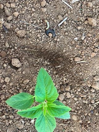 이상숙님의 참깨 · 자유게시판 작성글 사진