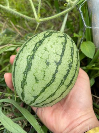 도곡님의 기타작물 · 자유게시판 작성글 사진