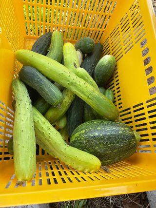 도곡님의 기타작물 · 자유게시판 작성글 사진