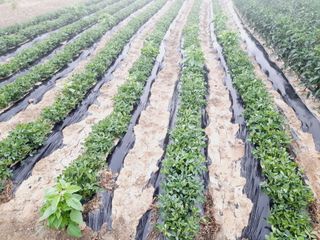 Youngdok님의 고추 · 비료•농약 작성글 사진