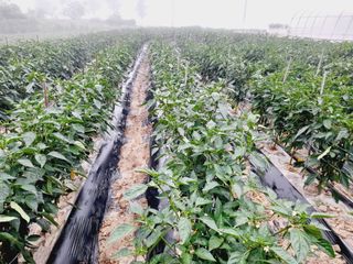 Youngdok님의 고추 · 비료•농약 작성글 사진