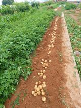 팜모닝 감자·자유게시판 게시글 이미지