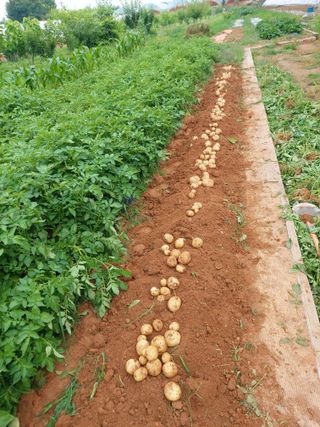 이명규님의 감자 · 자유게시판 작성글 사진