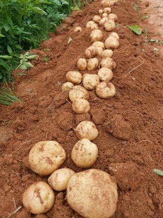 이명규님의 감자 · 자유게시판 작성글 사진