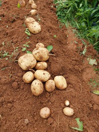 이명규님의 감자 · 자유게시판 작성글 사진