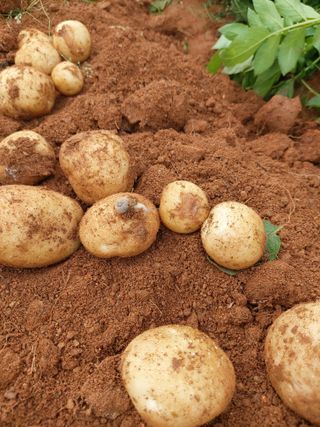 이명규님의 감자 · 자유게시판 작성글 사진