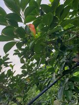 팜모닝 감·병해충상담 게시글 이미지