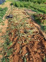 팜모닝 마늘·수확 게시글 이미지