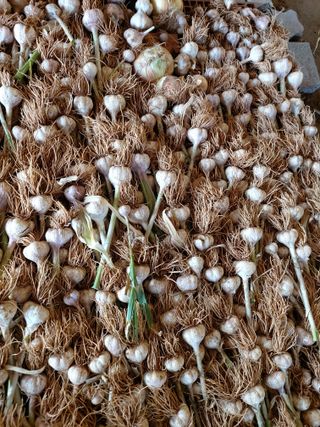 이명규님의 마늘 · 수확 작성글 사진