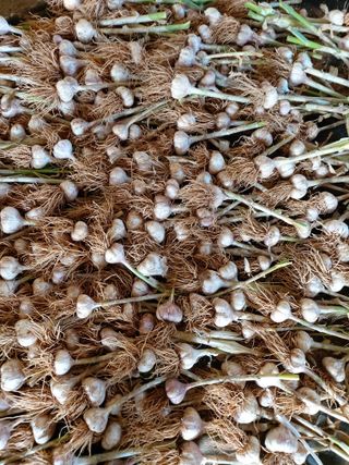 이명규님의 마늘 · 수확 작성글 사진