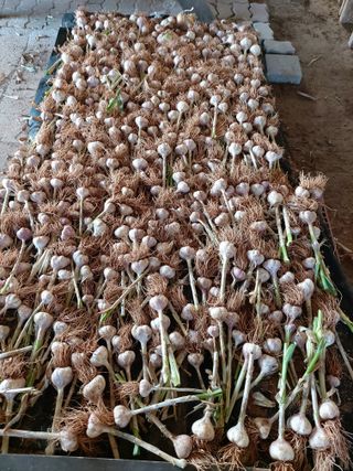 이명규님의 마늘 · 수확 작성글 사진