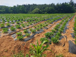 전명선님의 장마 대비 어떻게 하셨나요? · 참여 작성글 사진
