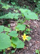 팜모닝 기타작물·영농일지 게시글 이미지