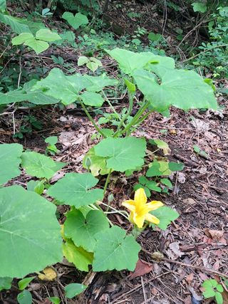 안창영님의 기타작물 · 영농일지 작성글 사진