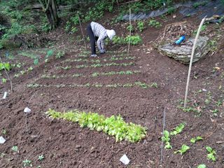 안창영님의 기타작물 · 영농일지 작성글 사진