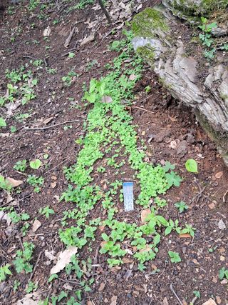 안창영님의 기타작물 · 영농일지 작성글 사진