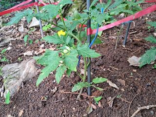 안창영님의 기타작물 · 영농일지 작성글 사진