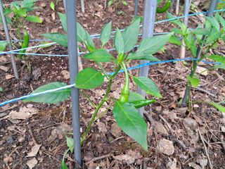 안창영님의 기타작물 · 영농일지 작성글 사진