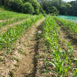 양석원님의 옥수수 · 자유게시판 작성글 사진