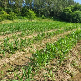 양석원님의 옥수수 · 자유게시판 작성글 사진